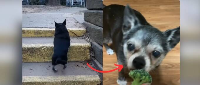 Chubby Senior Chihuahua's Incredible Journey to Health featured image
