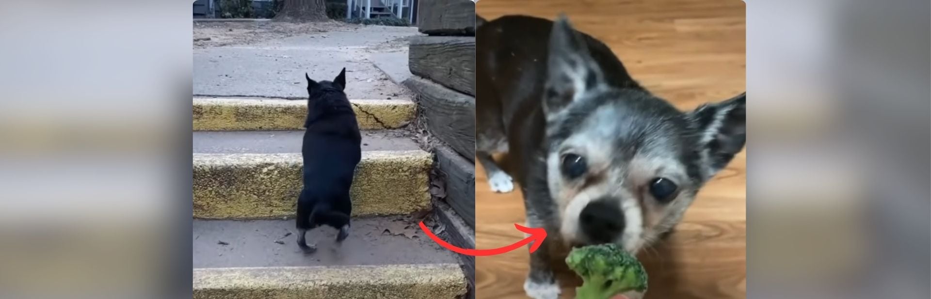 Overweight Chihuahua Named Shorty Finds New Lease on Life After Adoption Through Incredible Health Transformation