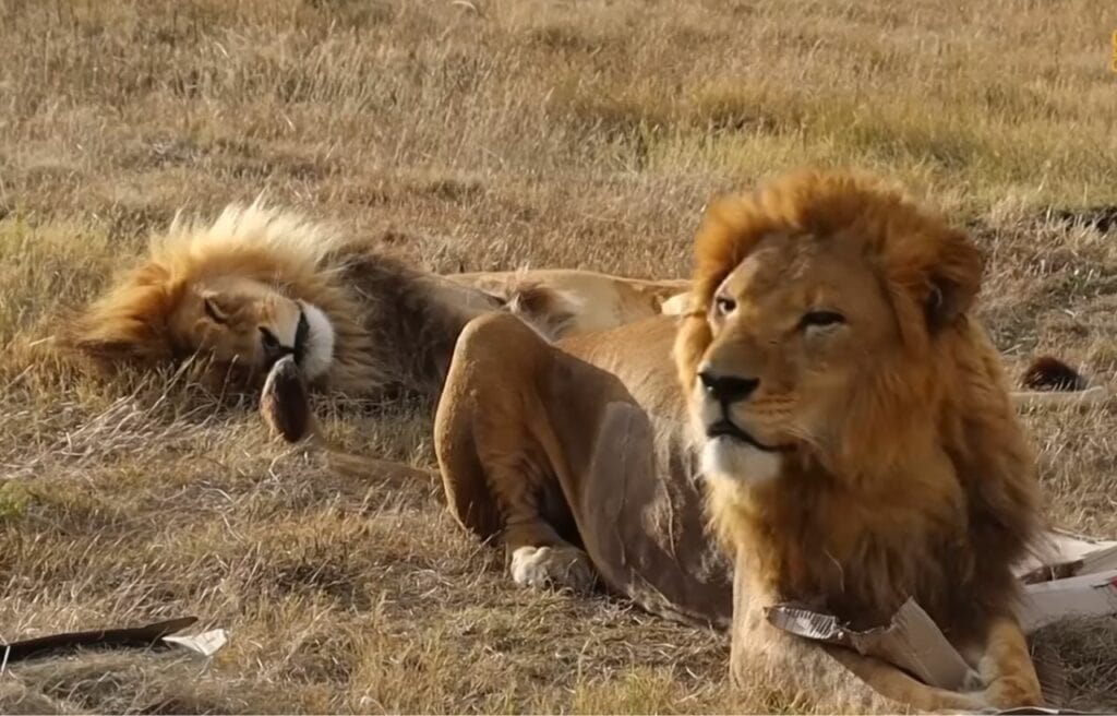Rex and Simba resting peacefully in the sanctuary