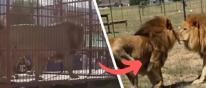A Roaring New Chapter Begins for These Two Rescued Circus Lions featured image