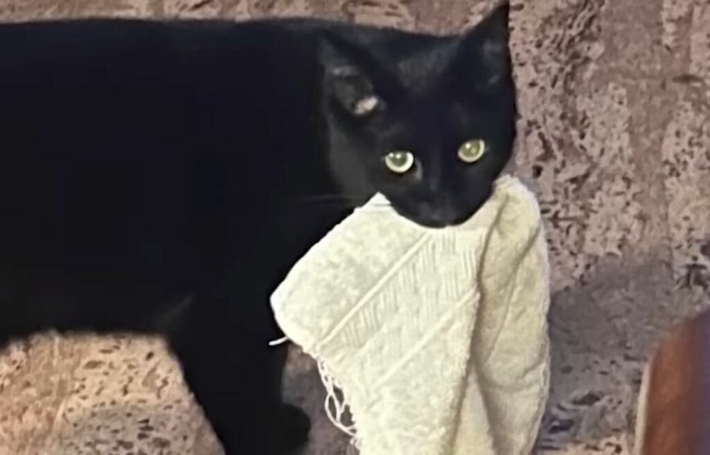 Cleo the cat holding a towel in its mouth