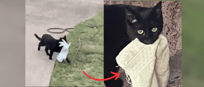 Clever Cat Burglar Snatches More Than Just Hearts in Houston Suburb featured image