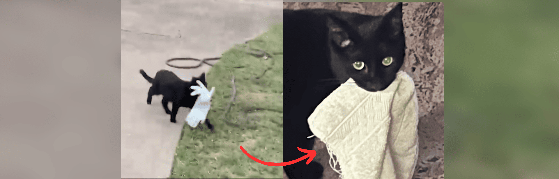 Clever Cat Burglar Turns Neighborhood Into Personal Treasure Trove, Stealing Hearts and Socks Alike