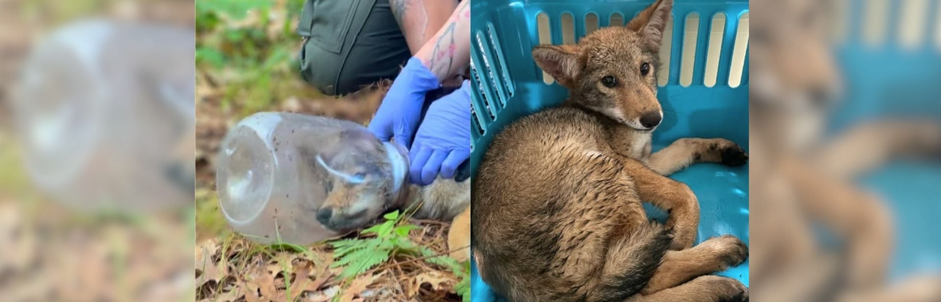 Coyote Pup Rescued from Plastic Trap by Local Heroes