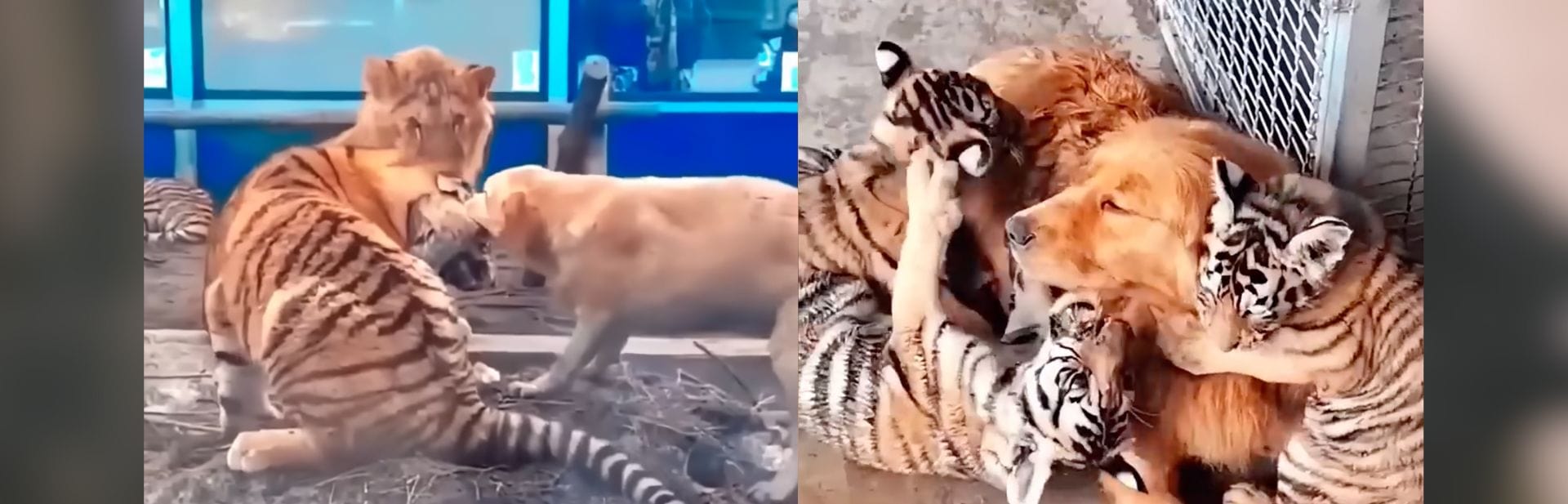 Love Knows No Species: The Unbelievable Friendship Between a Dog and Her Tiger Cubs