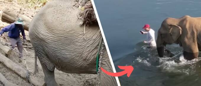 Donation Floods to Buy 49-year-old Elephant’s Freedom featured image