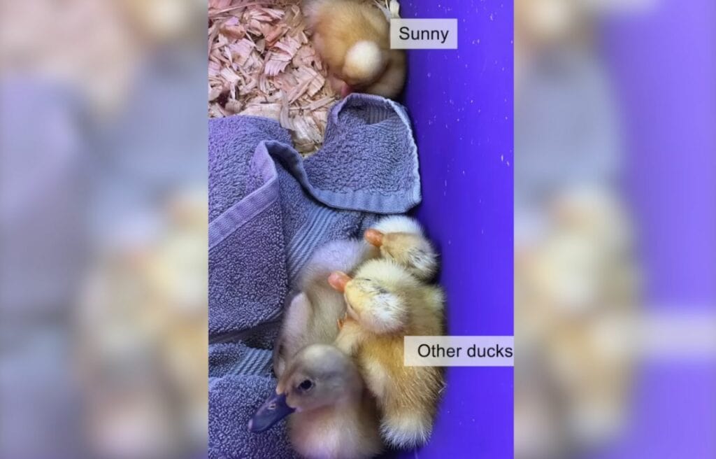 Sunny being isolated by other ducks