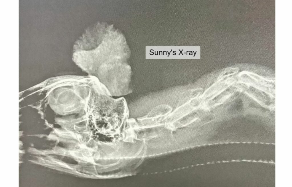 Sunny's x-ray
