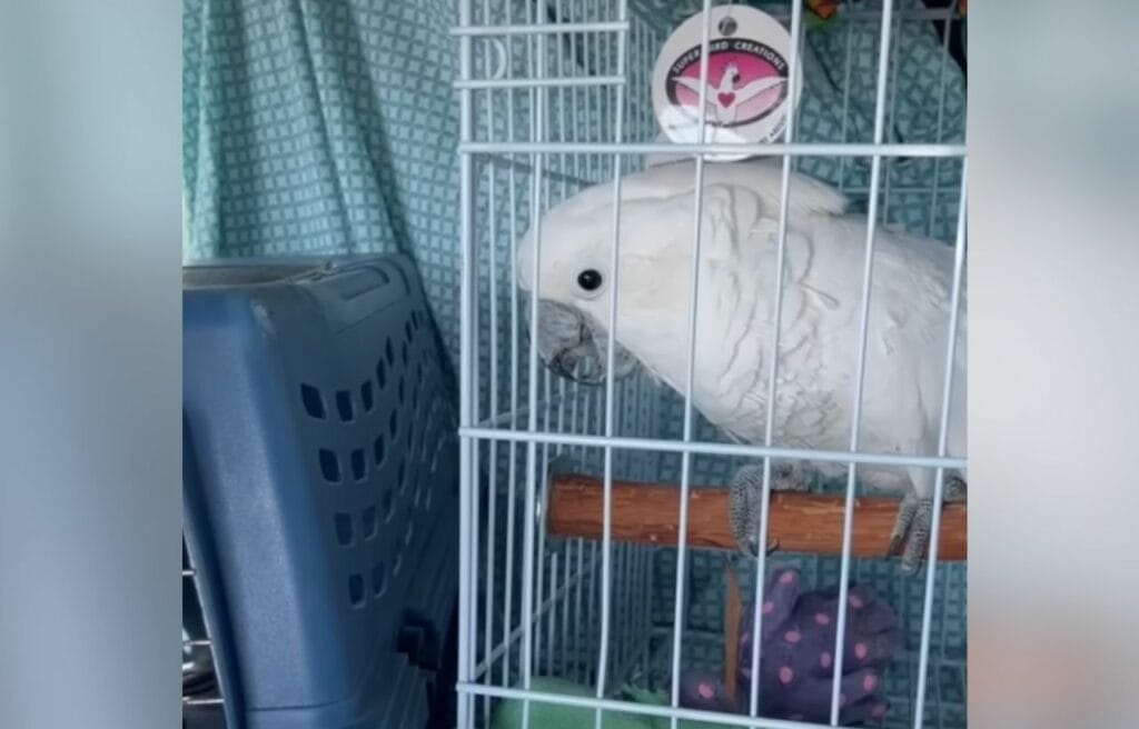 Fred inside a birdcage 