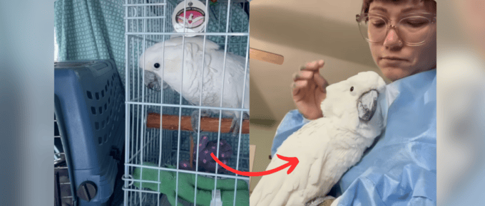 Elderly Cockatoo Finds Happiness and His Voice Again featured image