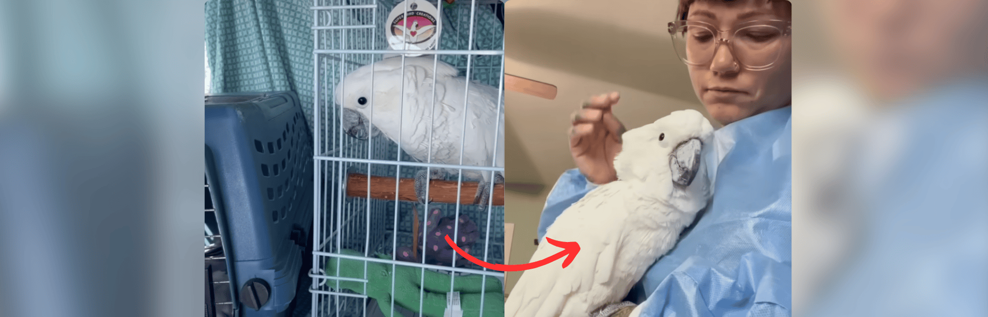 Elderly Cockatoo Finds Happiness and His Voice Again