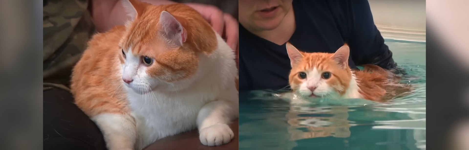Fat Cat “Peaches” Goes Viral Over Surprising Weight Loss Routine