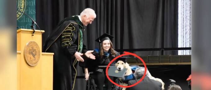 Service Golden Retriever Gets Honorary Diploma Alongside His Owner featured image