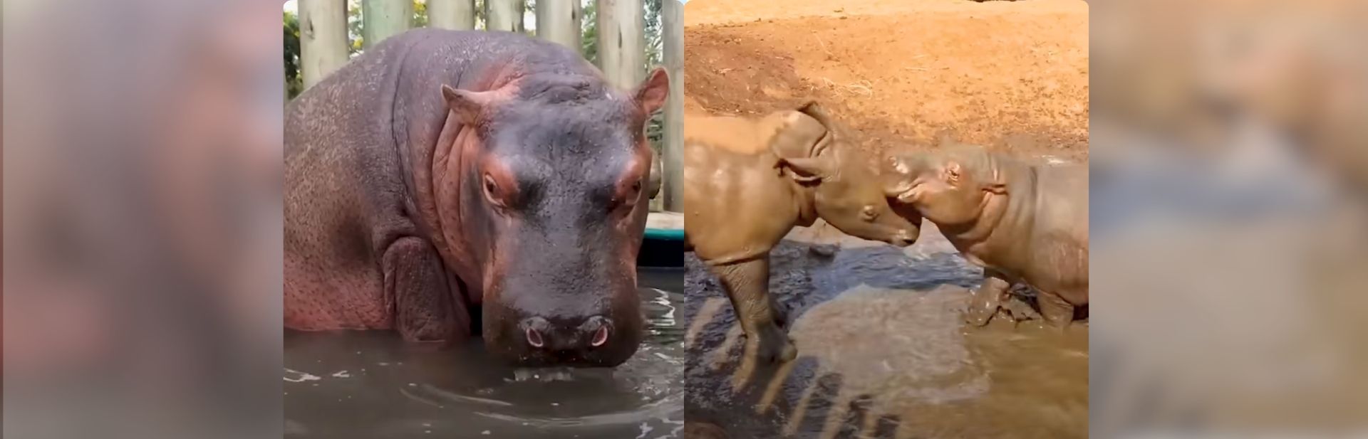 Baby Hippo Thinks He’s a Rhino Until a Life-Changing Friend Shows Up