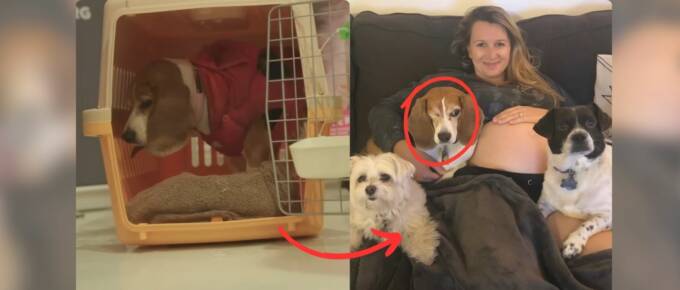 Once a Lab Test Subject, This Beagle Embraces a Joyful New Life featured image