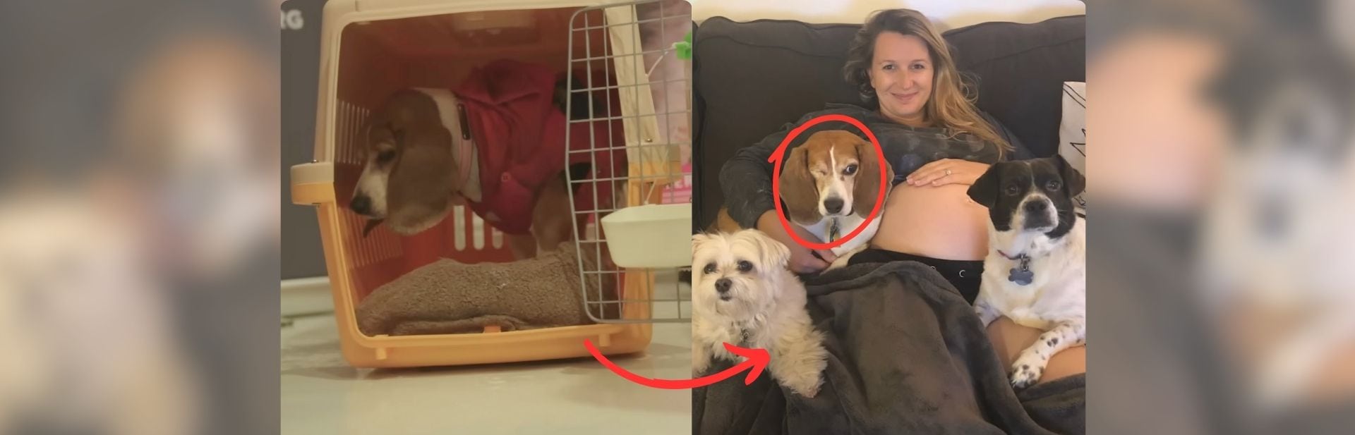 Once a Lab Test Subject, This Beagle Embraces a Joyful New Life
