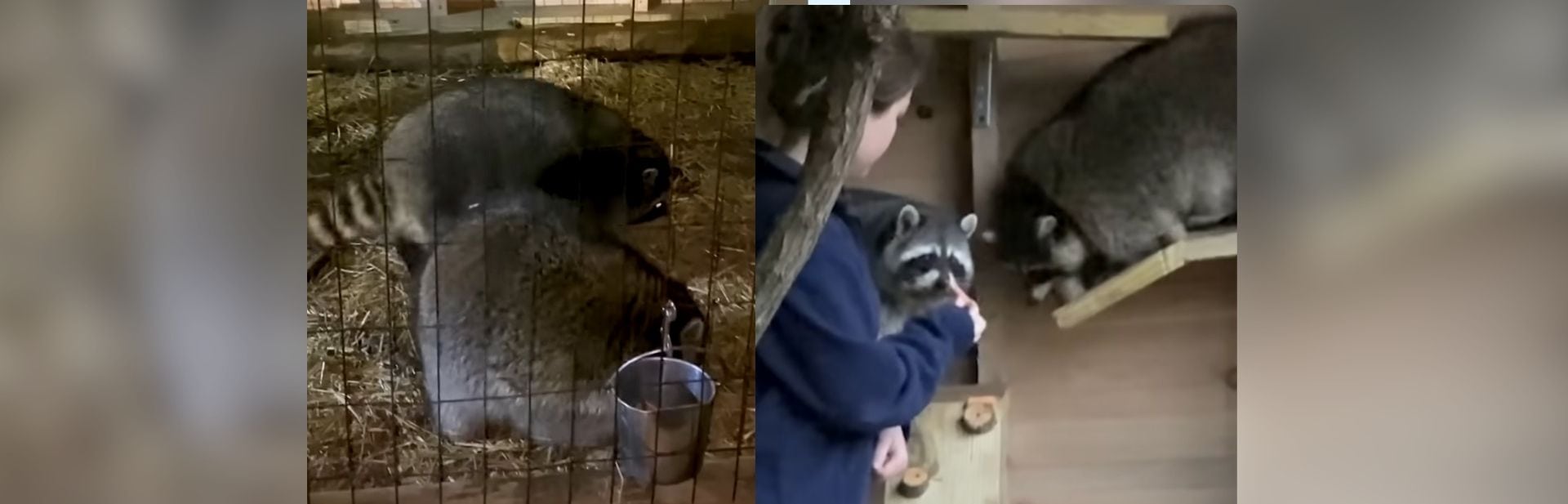 Chunky as Cubs Raccoons Now on Playful Path to Slimming Down