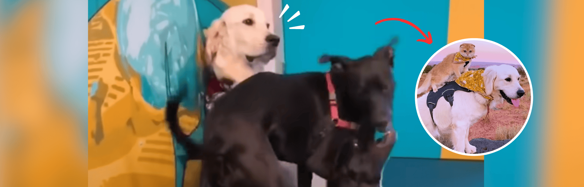 Once Shy Service Dog Finds His Joyful Spark with the Help of a Cuddly Kitten Sidekick