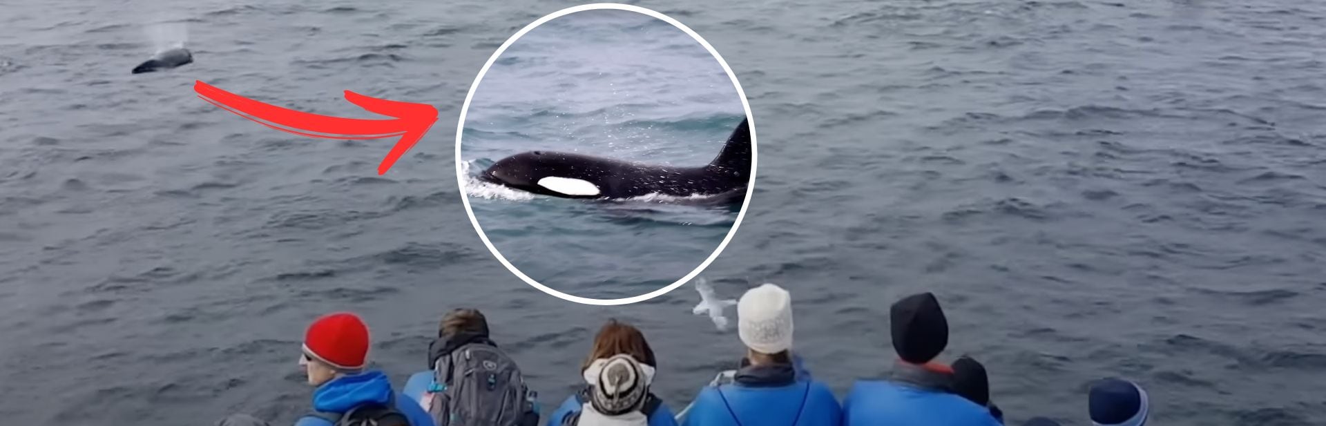 Orca Defies Nature’s Rules to Care for Baby Whale from Another World