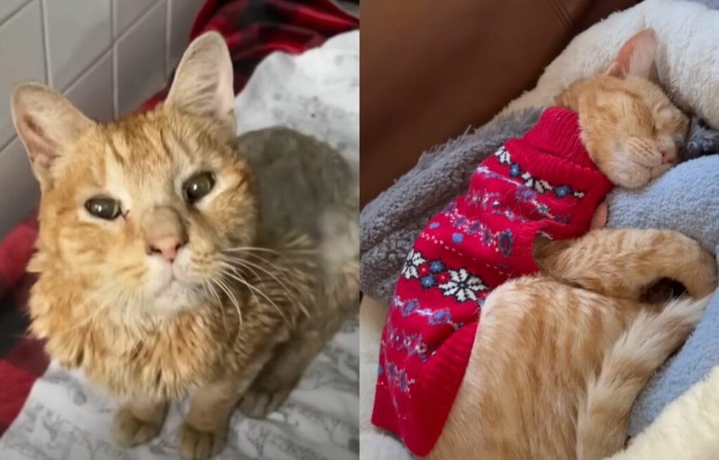 Before and after of Otto