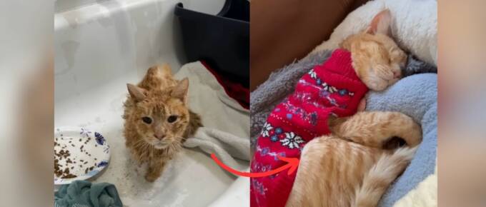Rescued Senior Cat Finds Love and New Beginnings in Bronx Apartment featured image