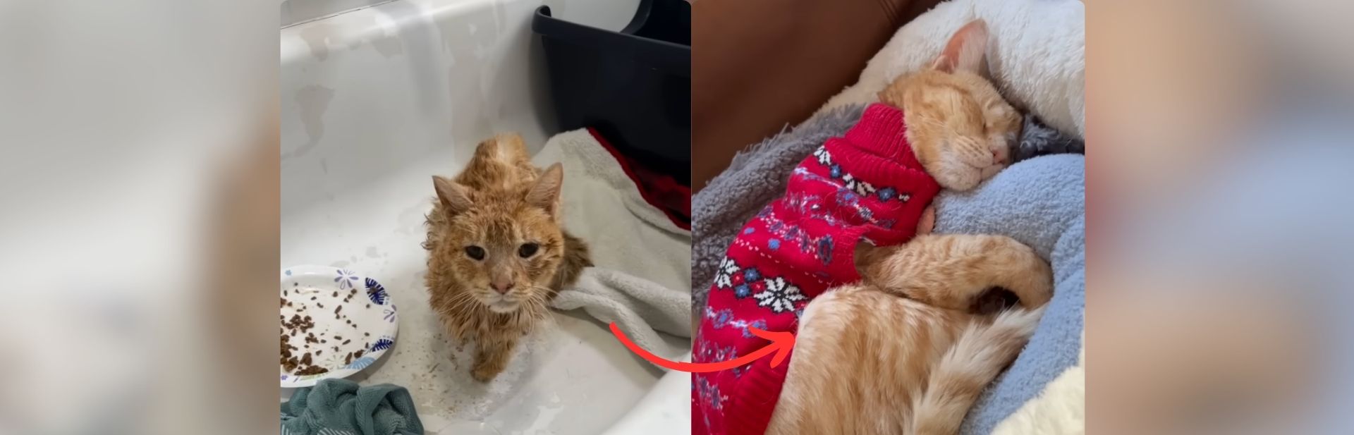 Rescued Senior Cat Finds Love and New Beginnings in Bronx Apartment