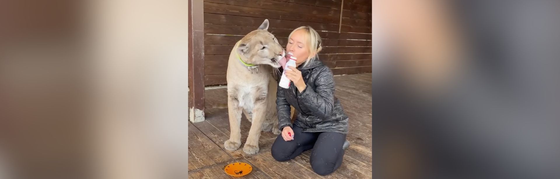 Big Cat Turns Into a Playful Pet in an Unlikely Home