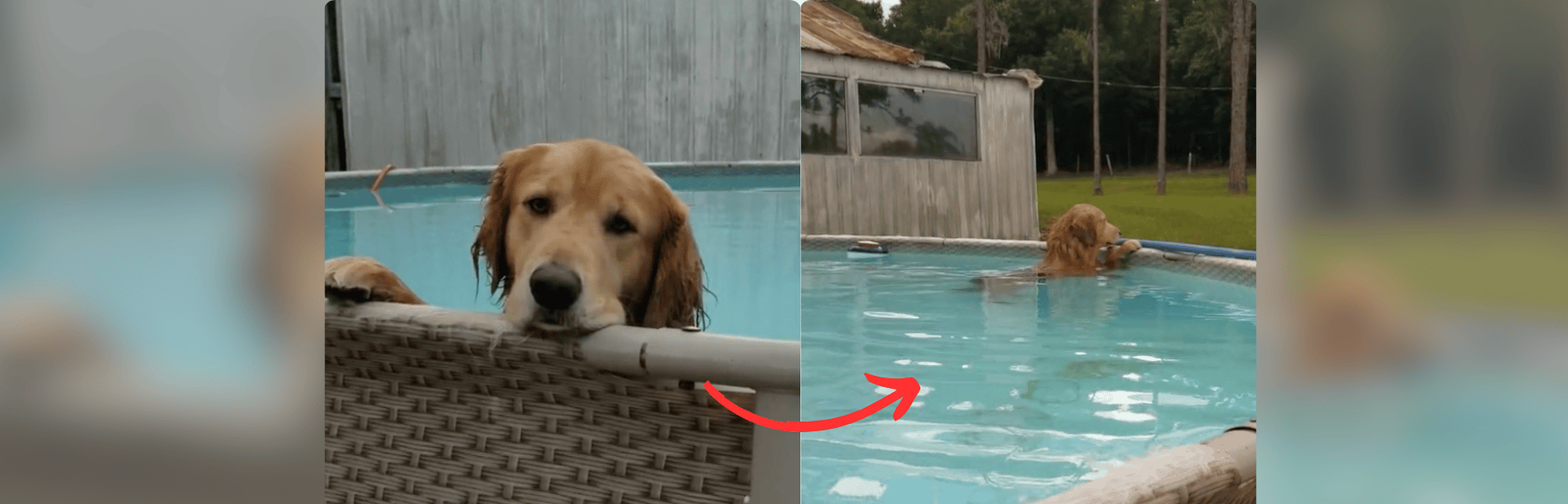 Rebellious Golden Retriever Adorably Refuses to Leave Pool, Has a Unique Way of Telling His Owner