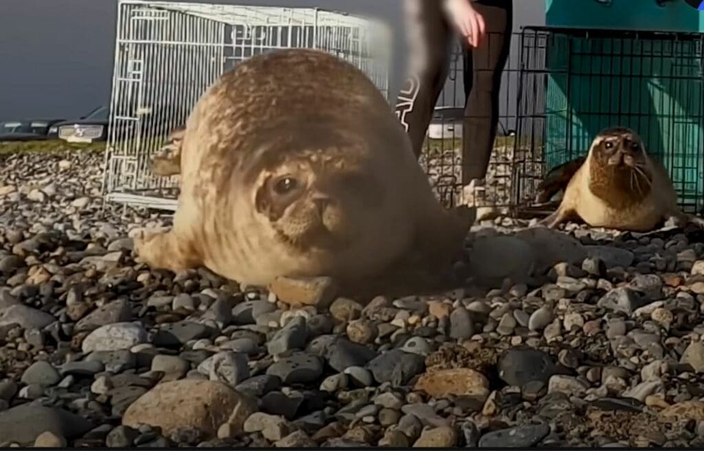 Other seal from the sanctuary being released back to the ocean