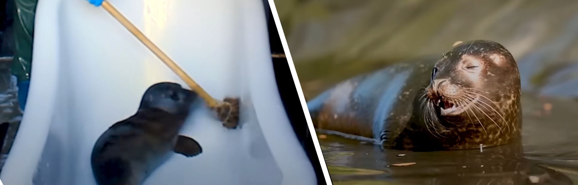 Adorable Baby Seal’s Journey from Bathtub to Ocean Life