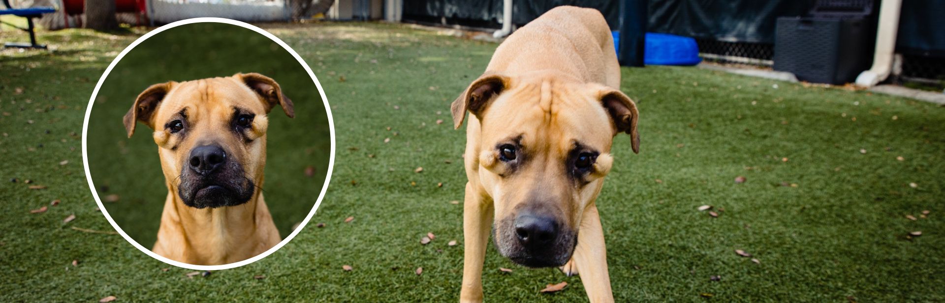 Shelter Dog With Unusual Looks Wins Over the Heart of a Loving Family