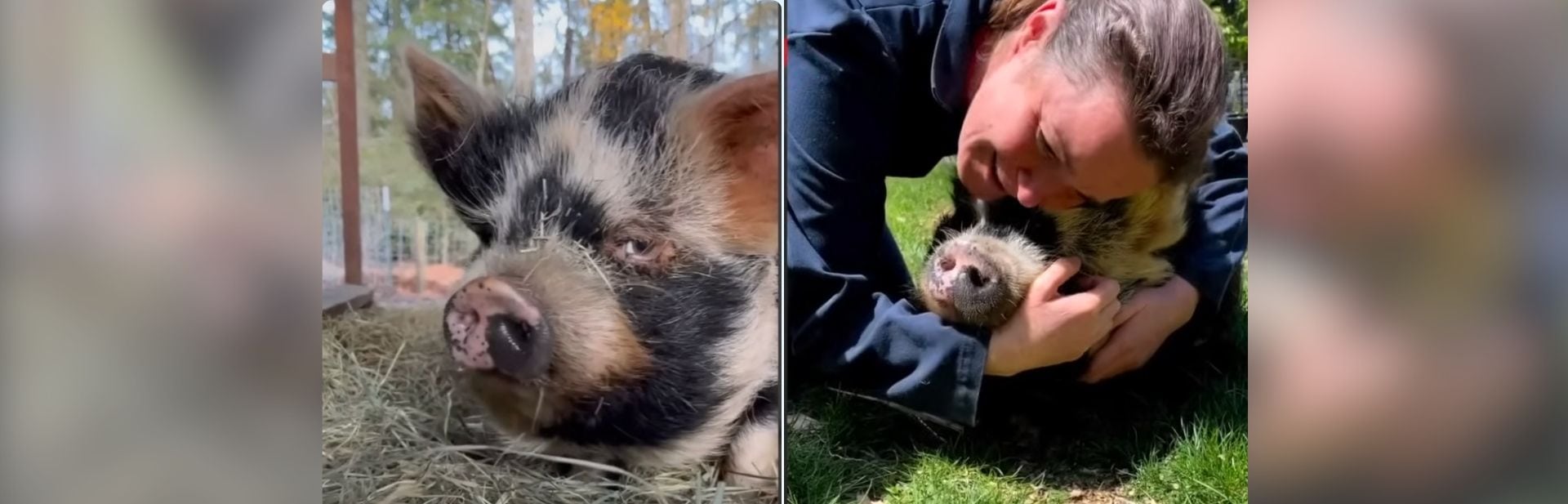 Nobody Wanted This Special Needs Pig Until She Met Her Heroes