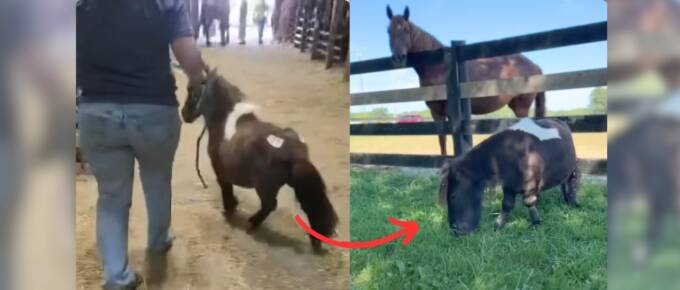 Tiny Horse Overcomes Big Odds to Find Joy in a Pasture Full of Friends -featured image