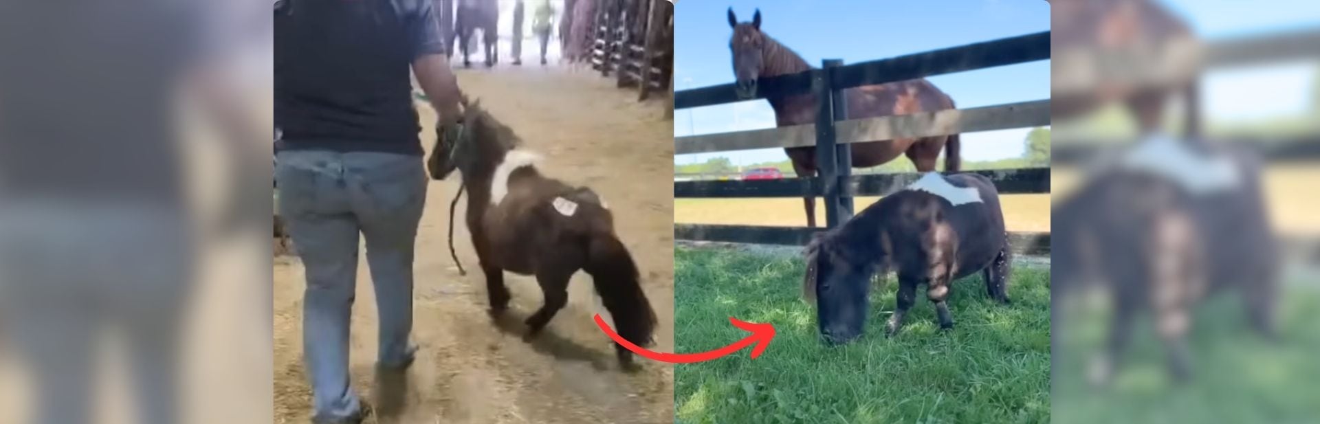 Tiny Horse Overcomes Big Odds to Find Joy in a Pasture Full of Friends