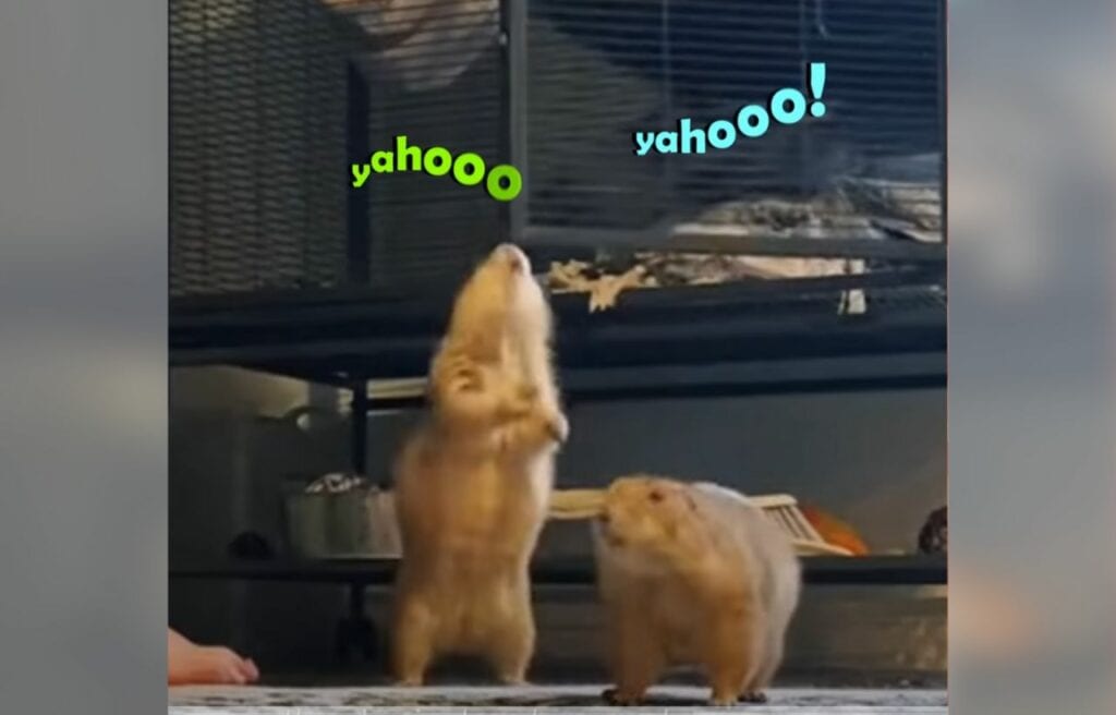 Pablo and Pedro shouting Yahoo