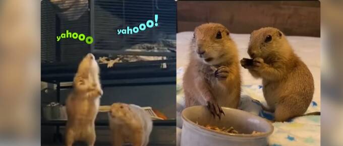 These Prairie Dogs Have the Cutest “Yahoo” Wake-Up Call featured image