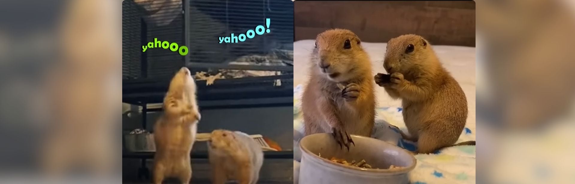These Prairie Dogs Have the Cutest “Yahoo” Wake-Up Call