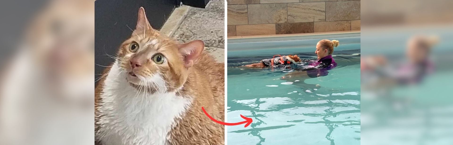 Chubby Cat “Thicken Nugget” is Swimming His Way to a Healthier Future