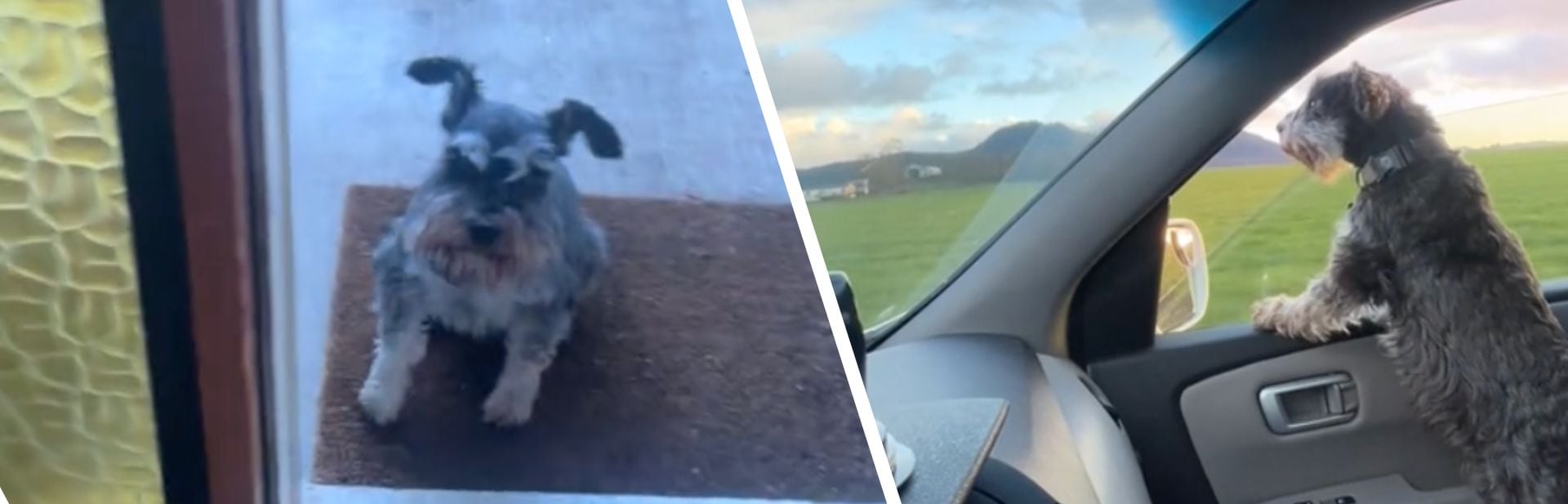 Old Schnauzer Brings Joy with His Half-mile Daily Walks to Childhood Owner