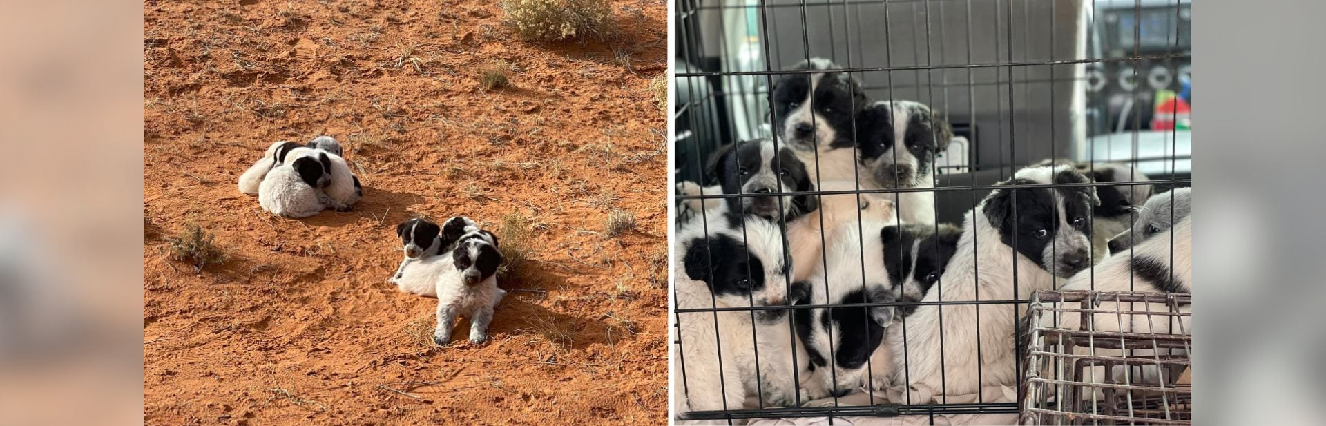 Arizona Woman Spots What She Thinks is a Pile of Fluff, Ends Up Rescuing 13 Puppies