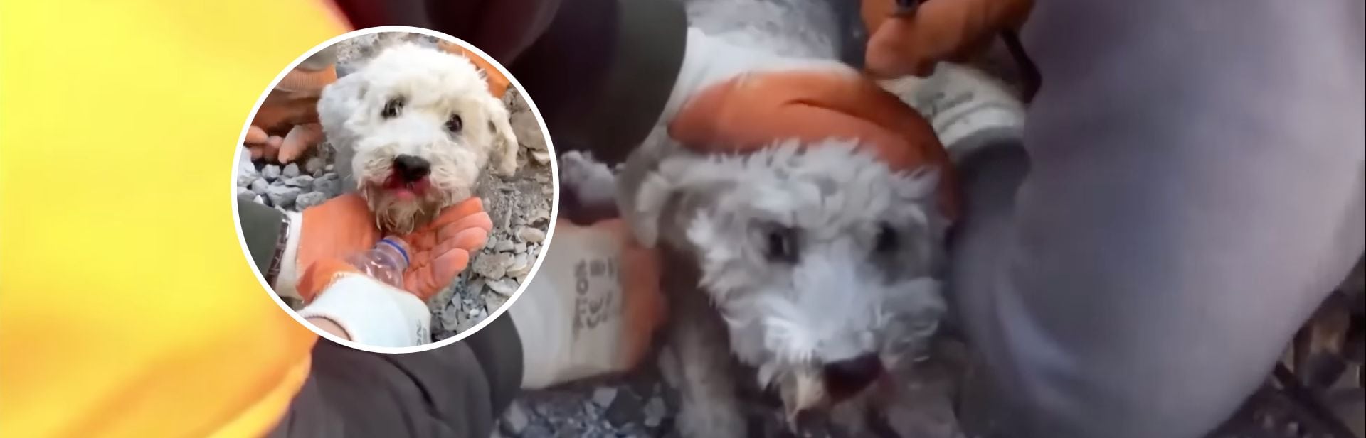Brave Rescuers Bare-handedly Free Little Dog from Earthquake Rubble