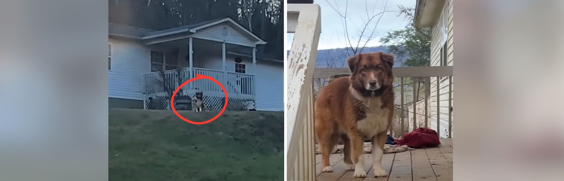 Couple’s Breakup Leaves Sweet Dog Waiting at Empty Home Until Kind-hearted Rescuer Steps In