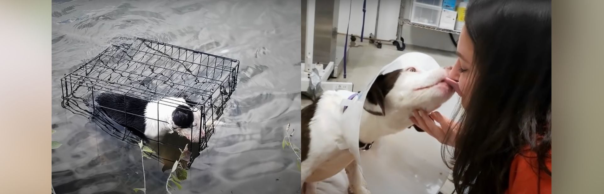 Caged Puppy Floating Helplessly in Icy Waters Braces For Life Until a Fisherman Spots Her