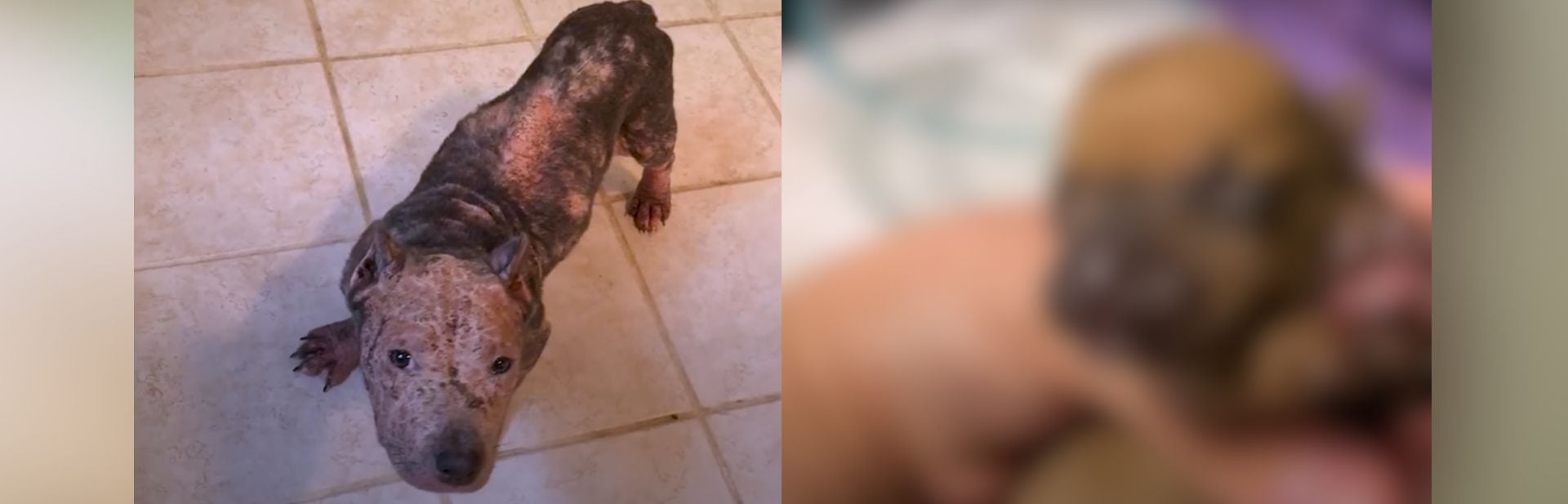 Sunburnt Hairless Pit Bull Makes Remarkable Recovery and Finds Her Calling
