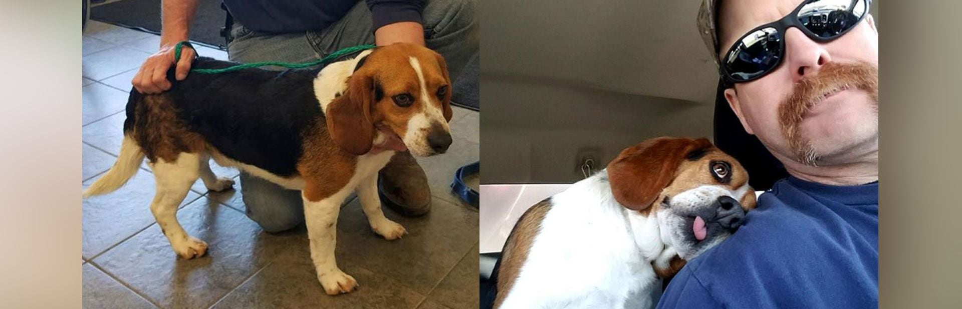 Beagle Facing Euthanasia Gives Sweetest Thank You After Timely Rescue