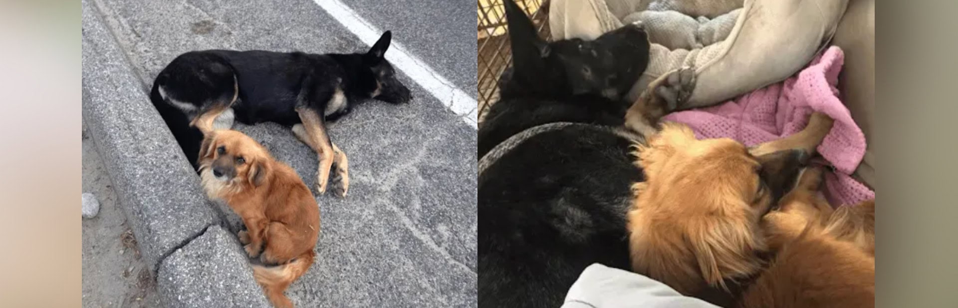 Stray Dog Stands Guard Over Injured Pregnant Companion Until Rescue Arrives