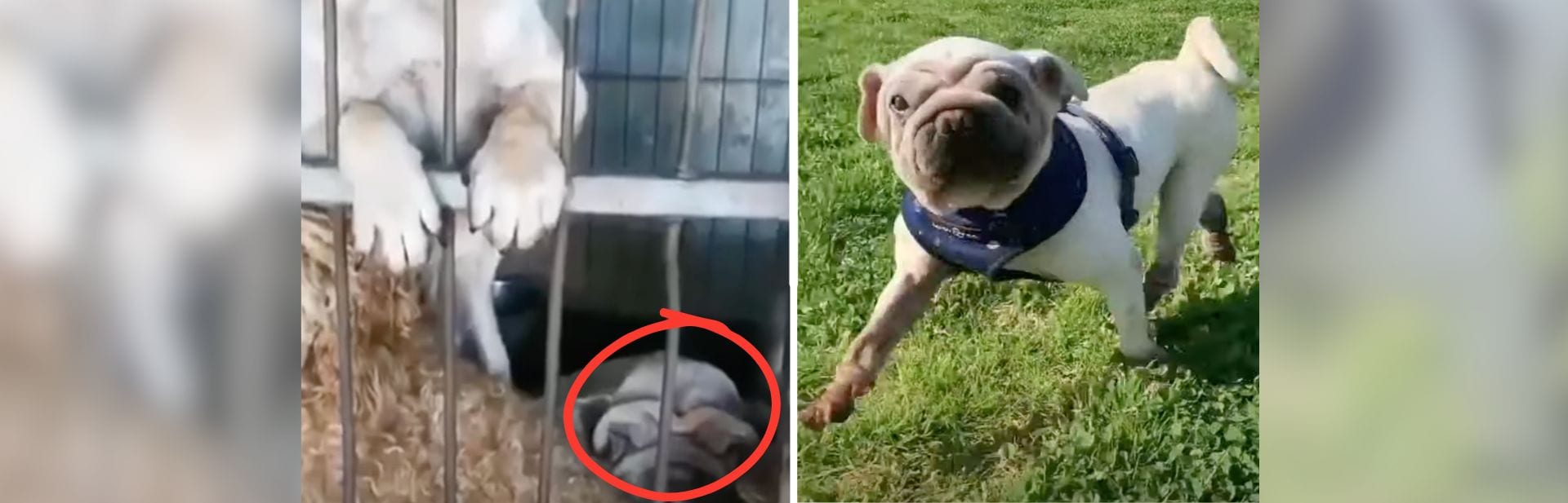 Dog Once Doomed For Tragedy Now Spends His Days Lounging As A Viral Sensation