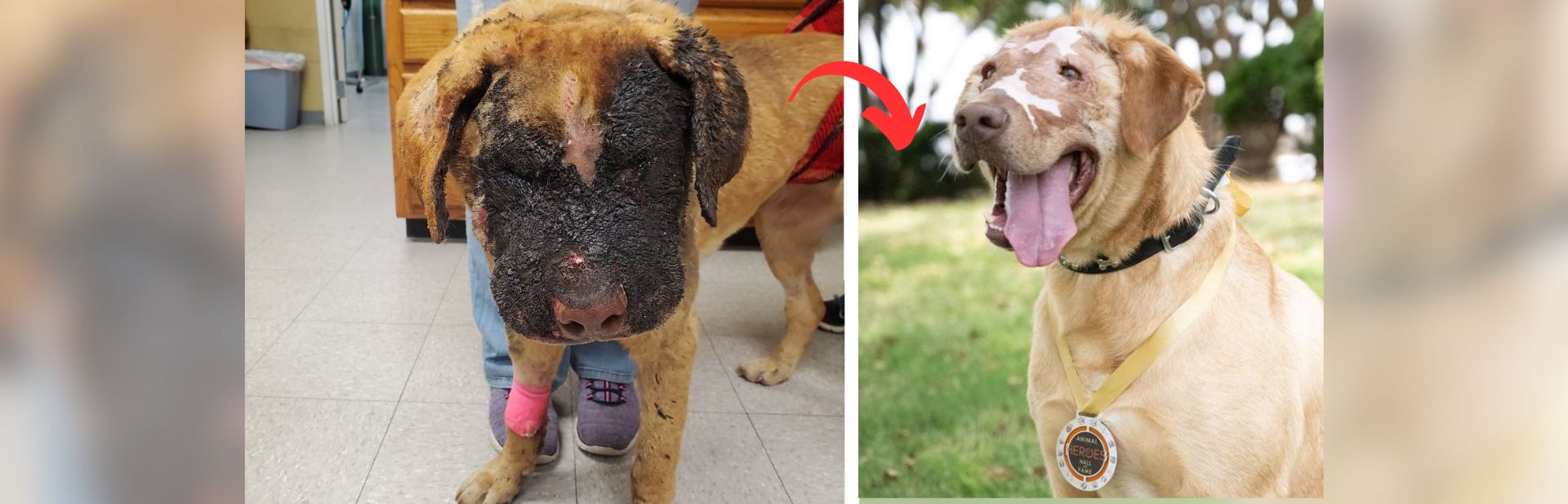 Dog Severely Burned by a Child Makes Astonishing Recovery and Embraces Joyful New Beginnings