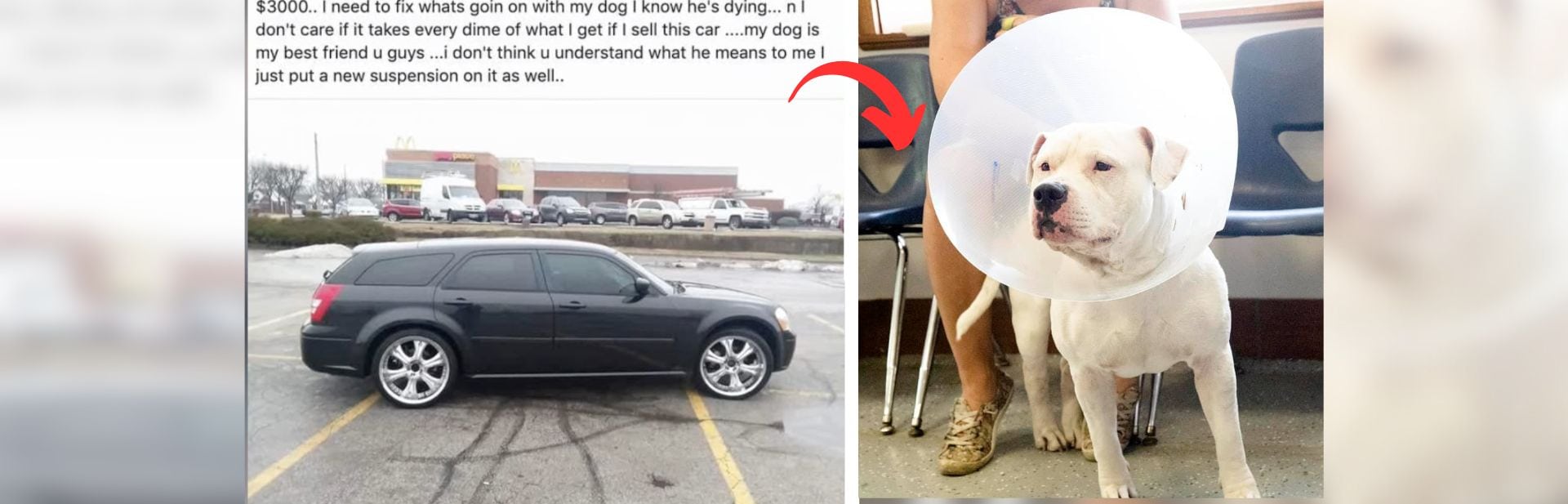 Indianapolis Singer Puts Car on Sale to Save His Beloved Dog’s Life