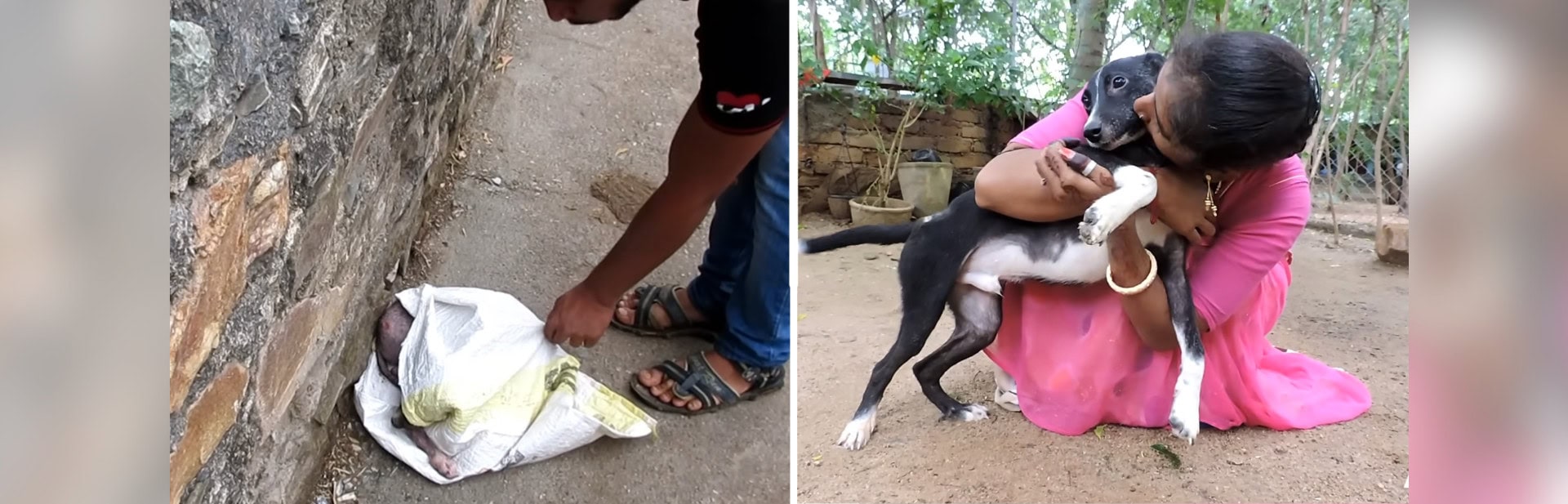 Injured Puppy Rescued From A Discarded Plastic Bag Goes Through Inspiring Change